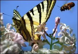 Qui chantait dans les annes 50 cette jolie chanson ' L'abeille et le papillon ' ?