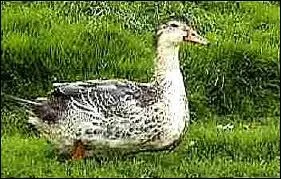 Qu'est ce qu'un mulard ?