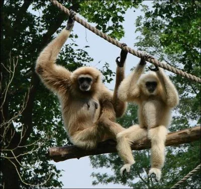 Le gibbon est un singe anthropoïde vivant en Asie. Quelle est sa particularité ?