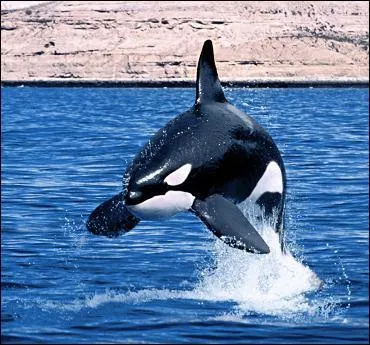 Quel est cet animal ?