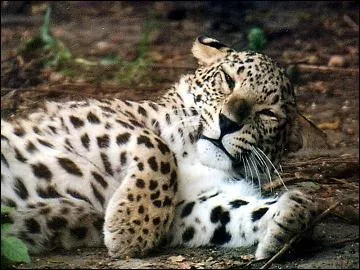 Quel est cet animal ?