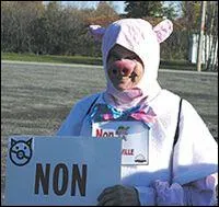 Quelle culture animale a-t-elle fait l'objet de dbats intenses ces dernires annes au Qubec ?