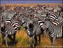 Ils finissent trs souvent les quiz alphabtiques, ce sont...