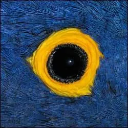 A qui est cet oeil ?