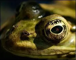 A qui est cet oeil ?