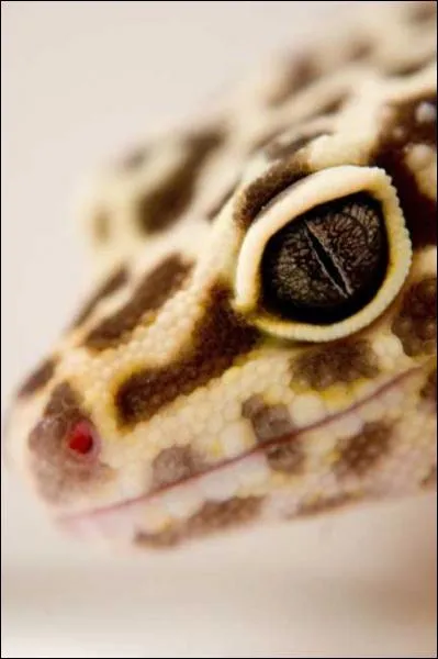 A qui est cet oeil ?