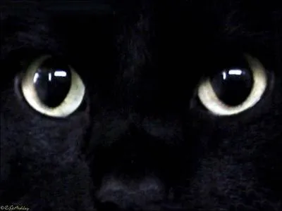 A qui sont ces yeux ?