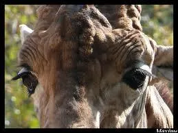 A qui sont ces yeux ?