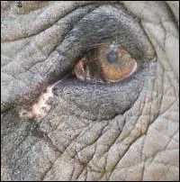 A qui est cet oeil ?