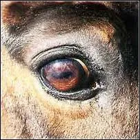 A qui est cet oeil ?