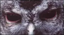 A qui sont ces yeux ?