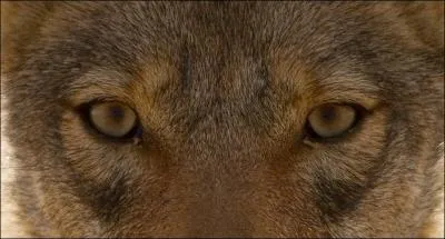 A qui sont ces yeux ?