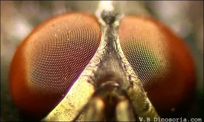 A qui sont ces yeux ?