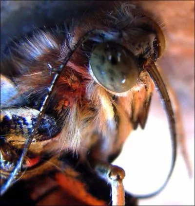 A qui sont ces yeux ?