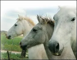 Quelle est leur couleur de robe ?