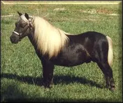 Quelle est sa couleur de robe ?