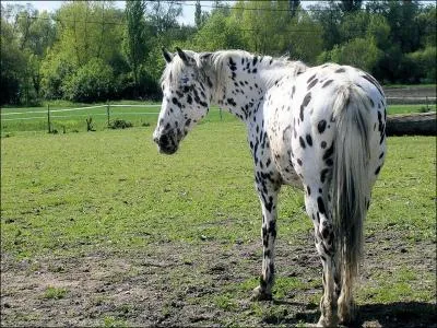Quelle est sa race ?