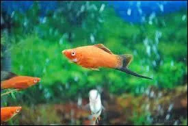 Quel est ce poisson ?