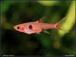 Quel est ce poisson ?