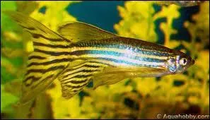 Quel est ce poisson ?