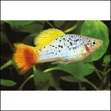 Quel est ce poisson ?