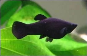 Quel est ce poisson ?