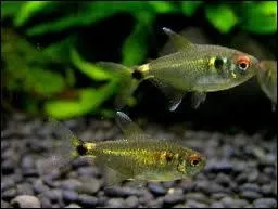 Quel est ce poisson ?