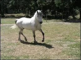 Quelle est cette race ?