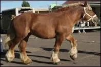 Quelle est cette race ?