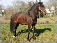 Quelle est cette race ?