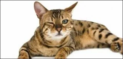 ''Le Chat'' , ''Devenir cheyenne'' , ''Iko Iko'' . Ces titres étaient chantés a cappella par...