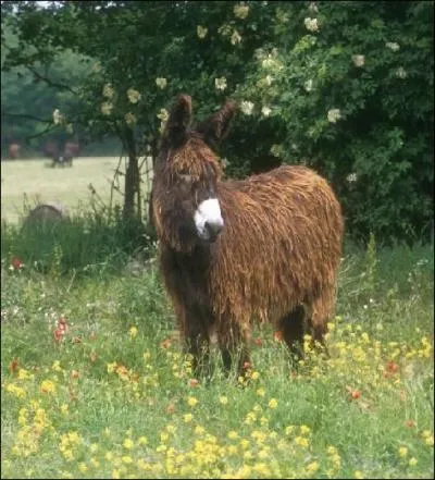 De quelle race s'agit-il ?