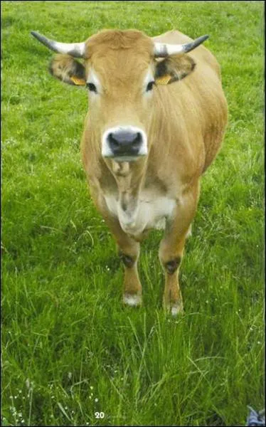 A quelle race de vache est associe la race Aubrac pour la production laitire ?