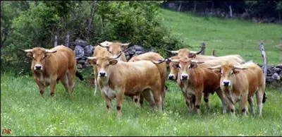 A quelle race de vache est associe la race Aubrac pour la production de viande ?