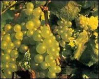 Quel cru vient de gagner son AOC en 2011 ?