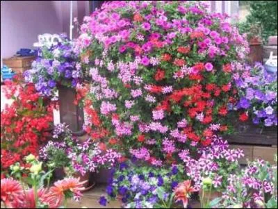 Qu'est-ce qu'une mouche à miel ?