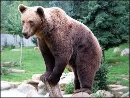 Quel est cet animal ?