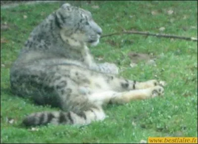 Quel est cet animal ?