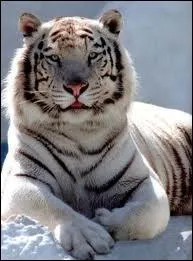 Quel est cet animal ?