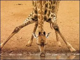 Quel est cet animal ?