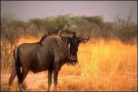 Quel est cet animal ?