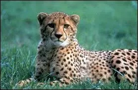 Quel est cet animal ?