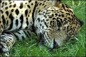 Quel est cet animal ?