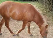Quiz Passer son galop 1