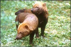 Quel est ce canid de 5  7 kg appel aussi spothos, vivant en Afrique centrale et du sud, et en fort guyannaise qui vit en groupe ?