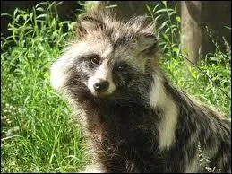 Quel est ce canid qui hiberne et qui a une nourriture trs varie (charognes, insectes, oisillons, grenouilles, champignons) ?