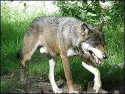 Quel est ce canid qui pse entre 16  80 kg selon sa sous-espce ?