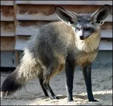 Quel est ce canid ' oreilles de chauve-souris' qui a la particularit de possder 46  50 dents, qui vit en Afrique australe et que les indignes du Bostwana chassent pour sa fourrure ?