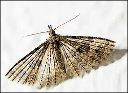 Comment s'appelle cette famille ?