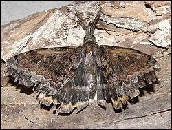 Comment s'appelle cette famille ?